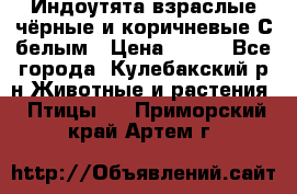 Индоутята взраслые чёрные и коричневые С белым › Цена ­ 450 - Все города, Кулебакский р-н Животные и растения » Птицы   . Приморский край,Артем г.